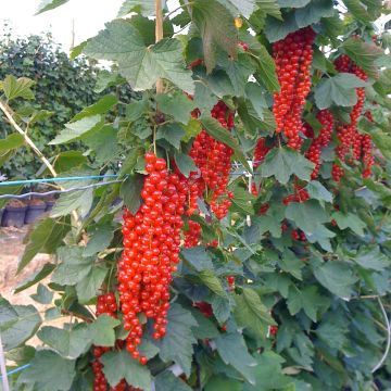 Groseillier à grappes rouges Rovada - Ribes rubrum