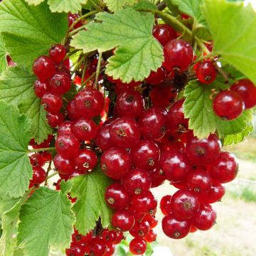 Les baies d'été différentes de groseille rouge, de groseille, de