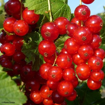 Groseillier à grappes Rolan