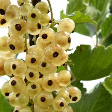 Groseillier à grappes blanches Ribest Blanchette