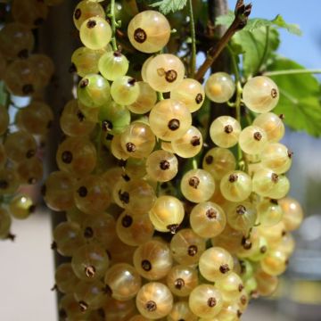 Groseillier à grappes blanches Weisse aus Jüterbog