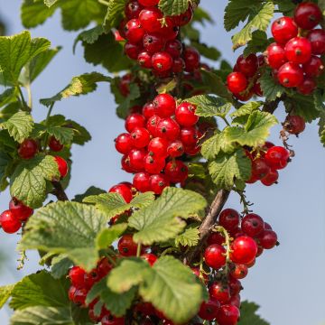 Groseillier à grappes rouges Delbard Giganta - Ribes rubrum