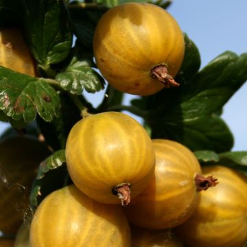 Groseillier à maquereaux Crispa Solemio - Ribes uva-crispa
