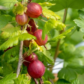 Groseillier à maquereaux Easycrisp Lady Late - Ribes uva-crispa