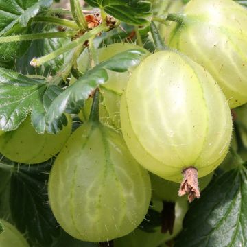 Groseillier à maquereaux Mucurines - Ribes uva-crispa