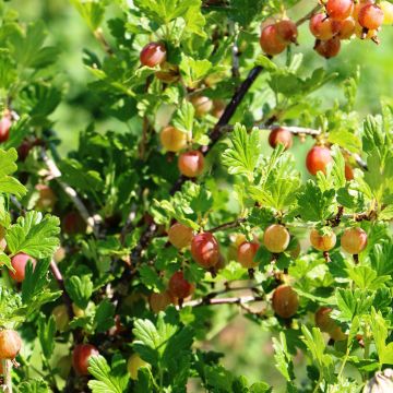 Groseillier à maquereau Pixwell - Ribes uva crispa