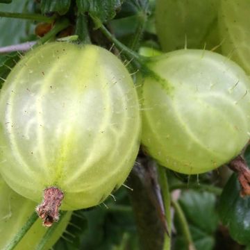 Groseillier à maquereaux Tatjana - Ribes uva-crispa