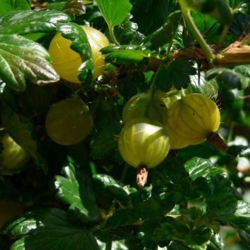 Groseillier à maquereaux Golden Drop - Ribes uva crispa