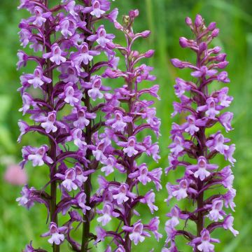 Dactylorhiza praetermissa - Orchis négligé