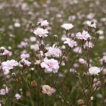 Gypsophila repens Rosa Schönheit - Gypsophile rampant
