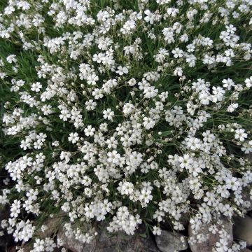 Gypsophile rampant - Gypsophila repens White Angel