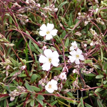 Gypsophile repens Dubia