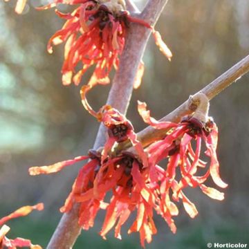 Hamamelis intermedia Diane - Noisetier de Sorcière