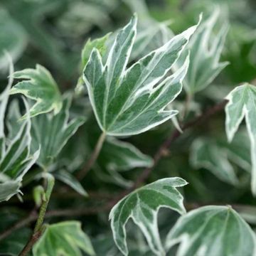 Lierre d'ornement - Hedera helix Green Ripple