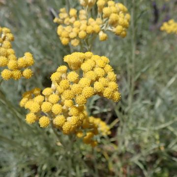 Helichrysum italicum ssp. microphyllum - Plante curry