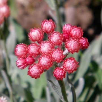 Helichrysum Red Jewel - Immortelle hybride
