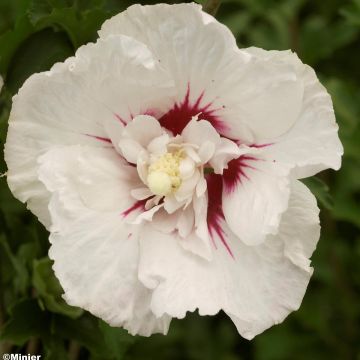 Hibiscus syriacus French Point - Althéa à fleurs doubles