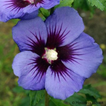 Hibiscus syriacus Ultramarine - Althéa bleu