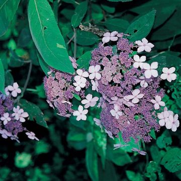 Hortensia - Hydrangea aspera villosa