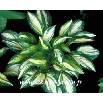 Hosta sea thunder