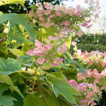 Hydrangea quercifolia Back Porch - Hortensia à feuilles de chêne