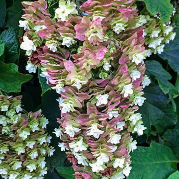 Hortensia - Hydrangea quercifolia Gatsby Moon