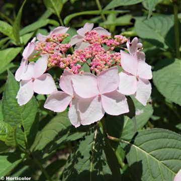 Hortensia - Hydrangea serrata Grayswood