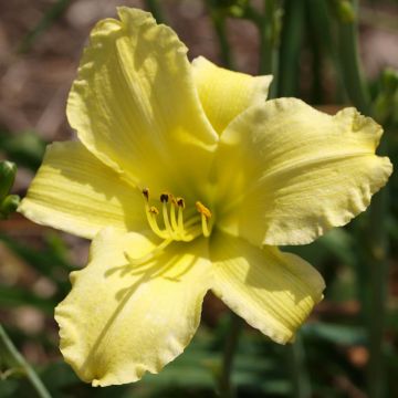 Hémérocalle Alice in Wonderland - Lis d'un Jour jaune citron, coeur vert.