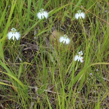 Habenaria radiata - Orchidée colombe