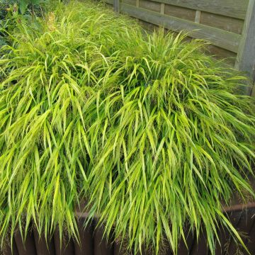 Herbe du Japon - Hakonechloa macra All Gold