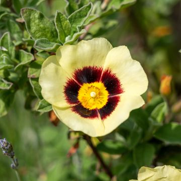 Halimiocistus wintonensis Merrist Wood Cream - Halimiociste  crème à macule pourpre