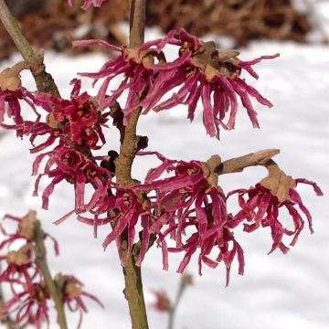 Hamamélis, arbustes à magnifique floraison hivernale jaune, orange ou rouge