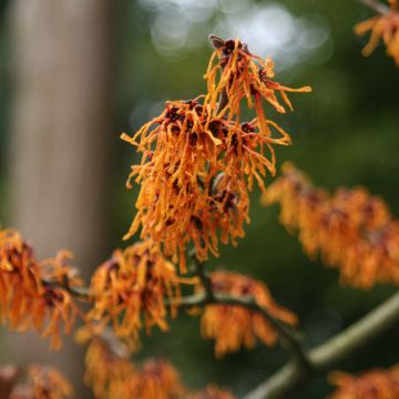 Hamamélis, arbustes à magnifique floraison hivernale jaune, orange ou rouge