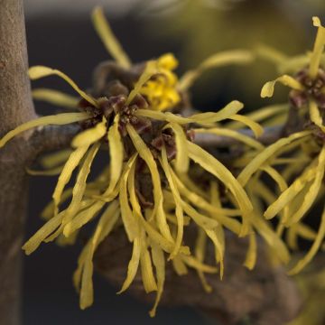 Hamamelis (x) intermedia Westerstede - Noisetier de sorcière