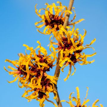 Hamamelis (x) intermedia Rubin - Noisetier de sorcière 