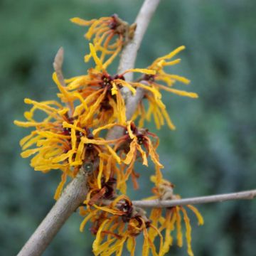 Hamamelis (x) intermedia Rubin - Noisetier de sorcière 