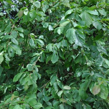 Hamamelis japonica Pendula - Hamamelis pleureur