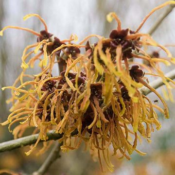 Noisetier des sorcières - Hamamelis mollis Pallida