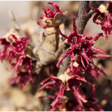 Hamamelis vernalis Amethyst - Noisetier de sorcière