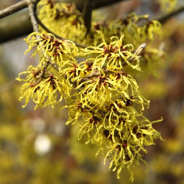 Hamamelis (x) intermedia Westerstede - Noisetier de sorcière