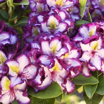 Rhododendron Inkarho Happydendron Pushy Purple