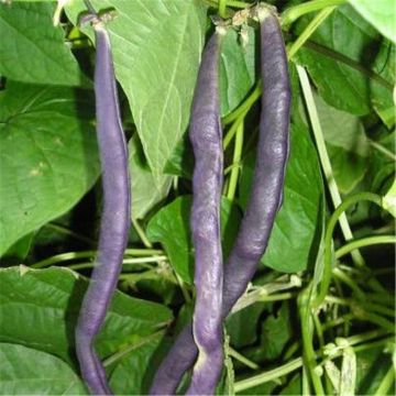 Haricot à rames mangetout Blauhilde Bio - Ferme de Sainte Marthe