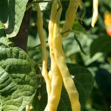 Haricot à rames mangetout beurre Merveille de Venise ou Or du Rhin  NT - Ferme de Sainte Marthe