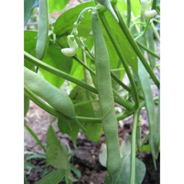 Haricot à rames mangetout Planeta (haricot plat)