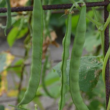 Haricot à rames mangetout Princesse du Pévèle - Coco plat