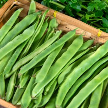 Haricot nain mangetout Artemis
