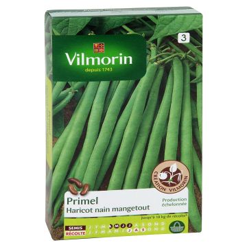 Haricot nain mangetout Primel (Création Vilmorin) - Vilmorin