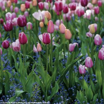 Harmonie de tulipes Douceur de Parme