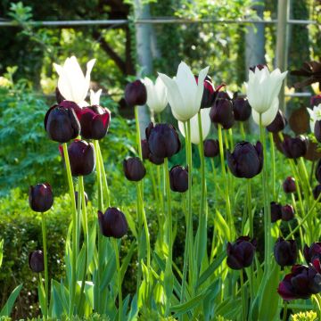Harmonie de Tulipes Contrastées