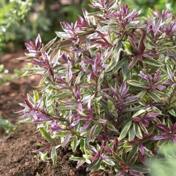 Hebe Purple Shamrock - Véronique arbustive